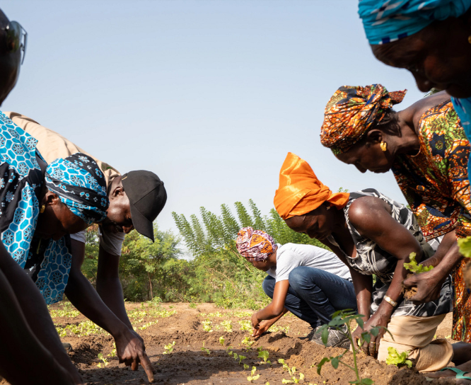 Image of forest garden in Africa, people planting a garden
